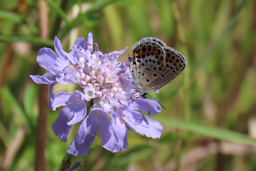 写真: 生物の多様性で町にさらなる輝きを